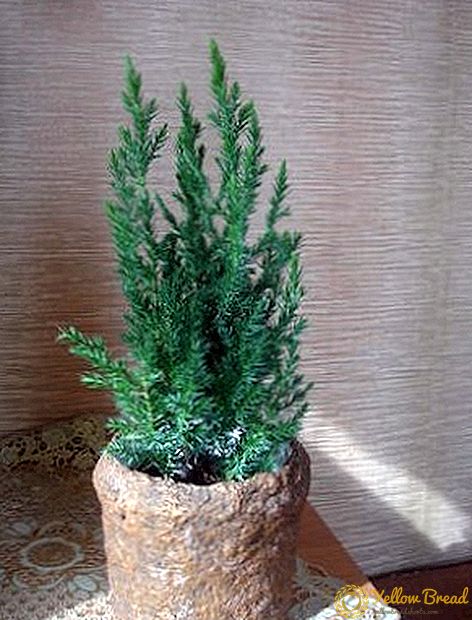 Growing juniper 