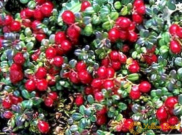 வளர்ந்து வரும் தோட்டத்தில் cranberries