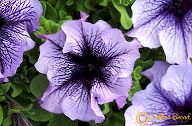 Growing petunias from seeds: how to sop down seedlings at home?