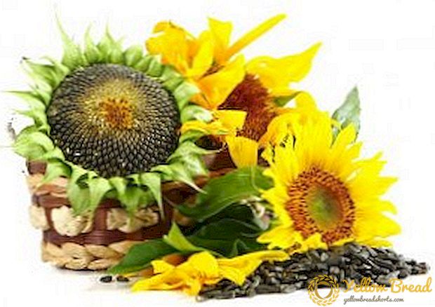 Growing sunflower: planting and caring for sunflowers in the garden