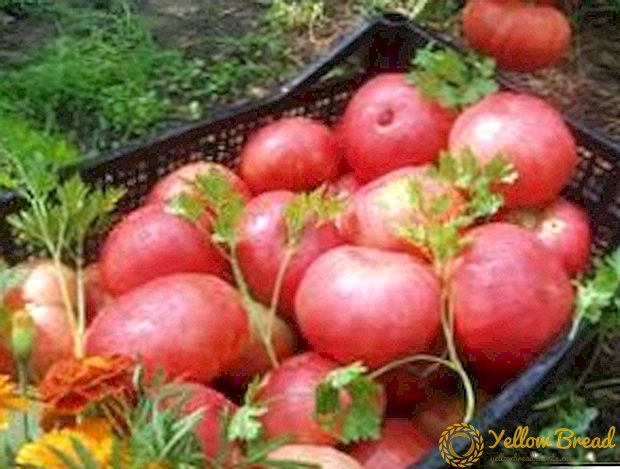 الحصاد والذوق: أصناف الطماطم 