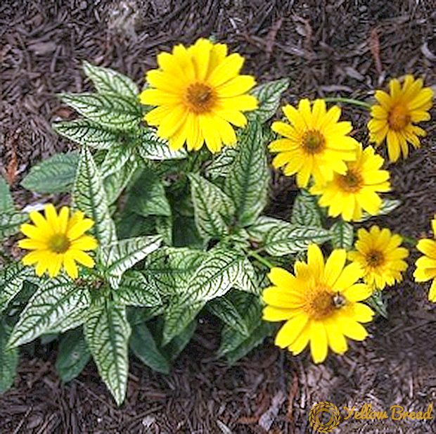 Heliopsis «Lorain Sunshine»: отырғызу және күту