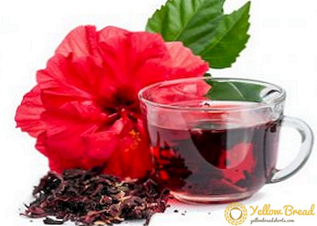 Hibisco (té hibisco): propiedades útiles e contraindicacións