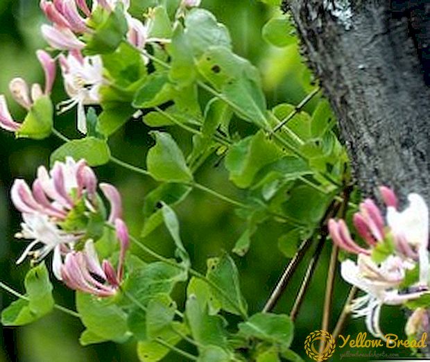 Honeysuckle capricole (goat, fragrant): growing in the garden