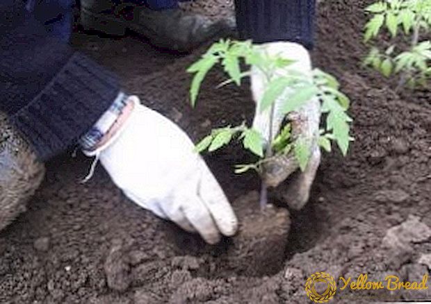 Hvordan og når du skal plante plantinger av tomater i åpen bakke