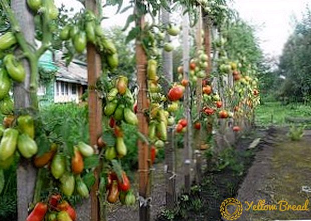 How and why to tie tomatoes in the open ground