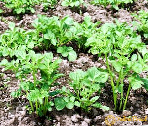 How and when to apply herbicides against weeds for potatoes
