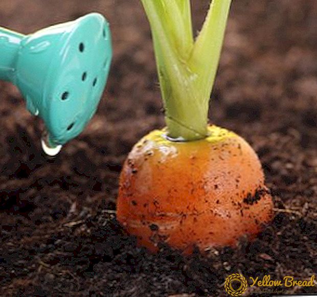 Како да се вода моркови во отворен терен