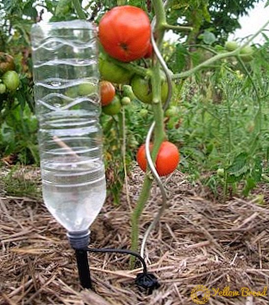 كم مرة على الماء الطماطم في الدفيئة لموسم جيد