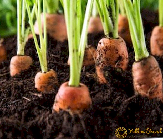 Hoe snel de wortel opkomt na het planten: factoren die de opkomst van snelle scheuten beïnvloeden