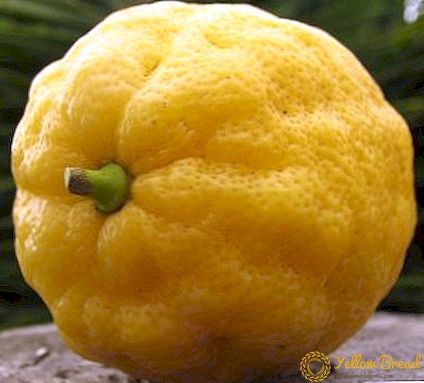 Cách chăm sóc citron ở nhà