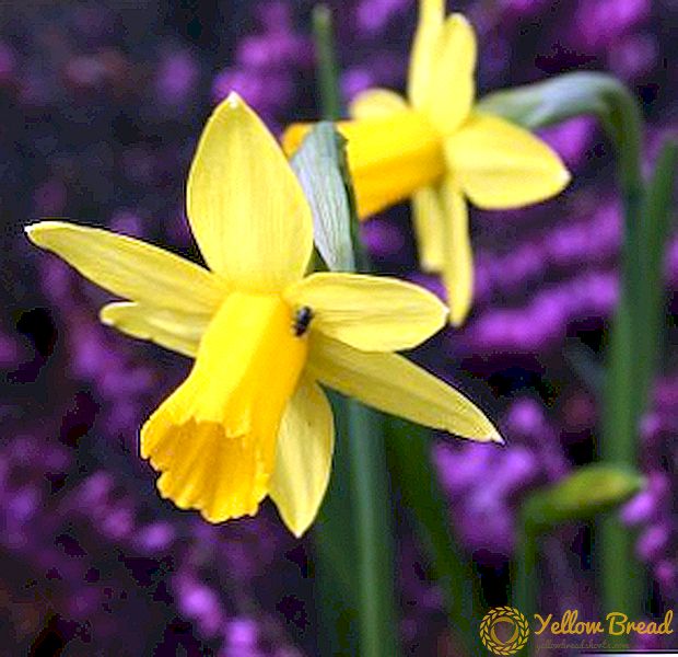 फूलों के बाद daffodils की देखभाल कैसे करें
