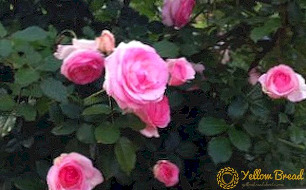 Jinsi ya kutunza roses Pierre de Ronsard