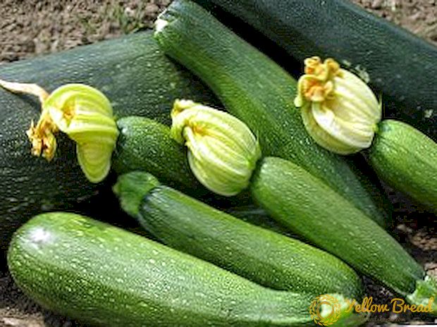 Cara kanggo milih wiji zucchini kanggo tanduran ing negara