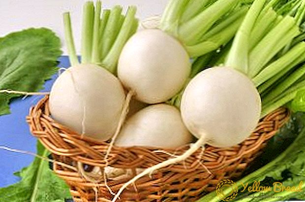 How to choose a turnip for planting