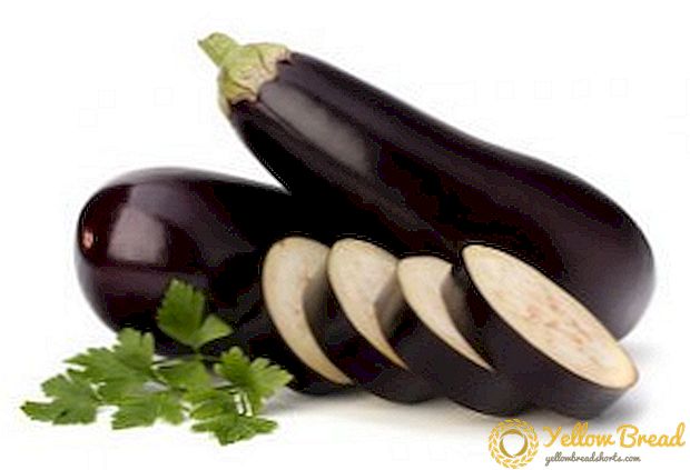 Hvordan kurere eggplant sykdom