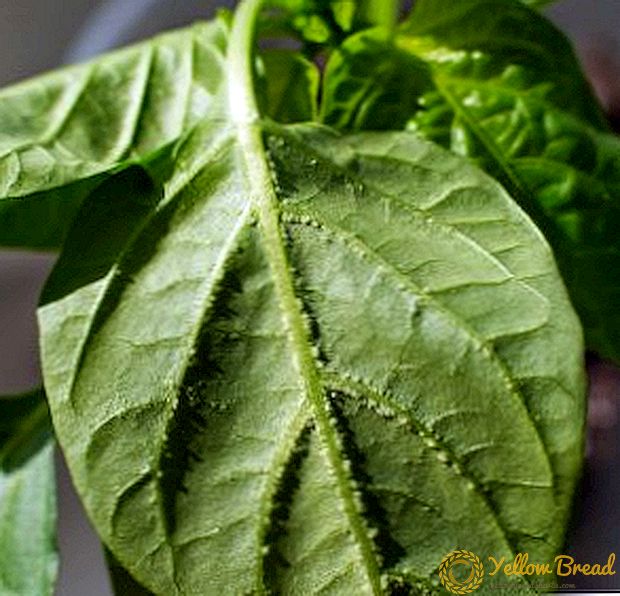 Cara mengobati daun edema lada manis: penyebab penyakit