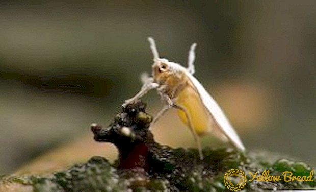 Hvordan håndtere whitefly