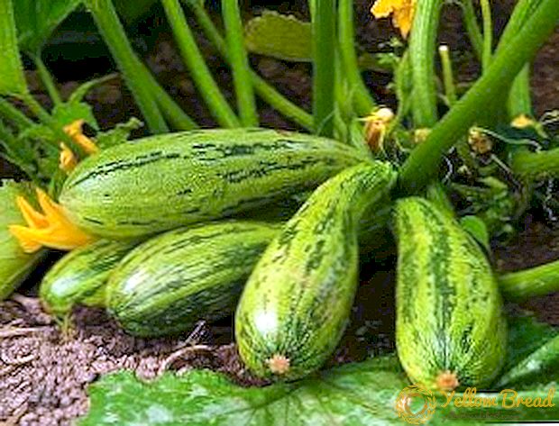 Wie man effektiv mit Schädlingen und Krankheiten zucchini umgehen kann