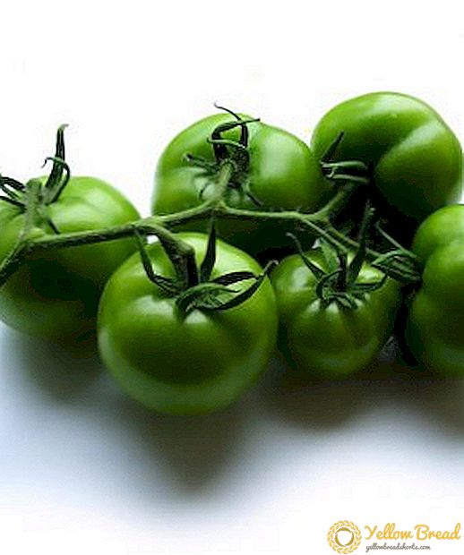 How to ferment green tomatoes in a barrel