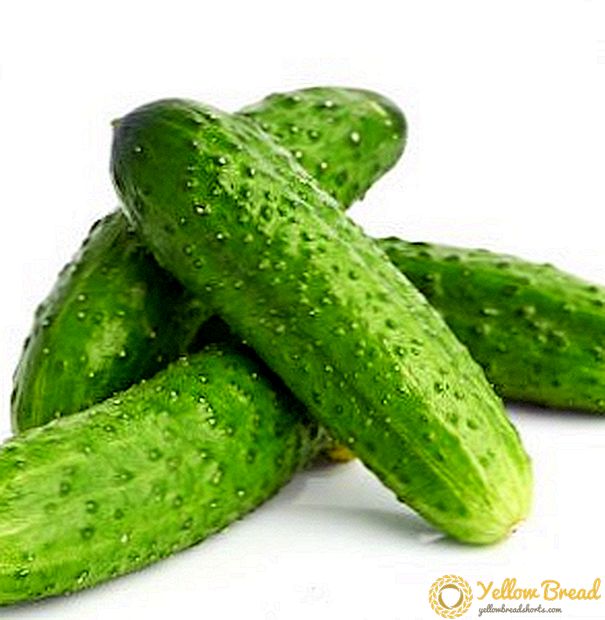 Hoe kom je aan een grote oogst komkommers: de meest vruchtbare variëteiten