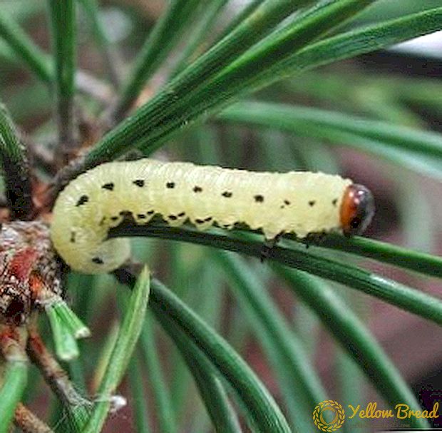 Bagaimana untuk menghilangkan pine sawfly: jenis utama dan langkah kawalan