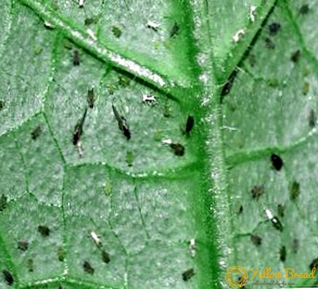 Hvordan slippe af med edderkoppemider på agurker