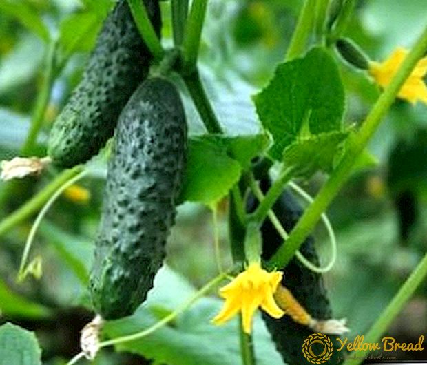 How to grow a competitor cucumber: best tips