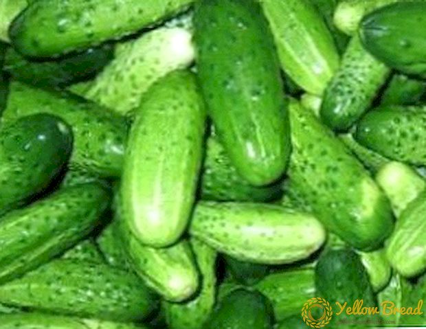 Hoe komkommers groeien in plastic flessen, met behulp van afval voor de oogst