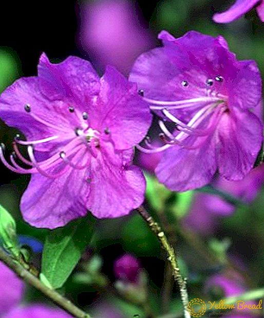 Wie man Daurian Rhododendron in Ihrem Garten anbaut