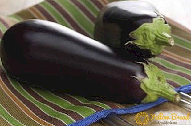 Hvordan man dyrker auberginesorter 