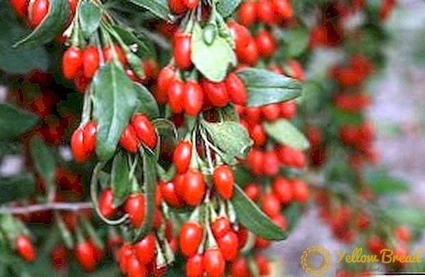 How to grow goji berries in the Moscow region