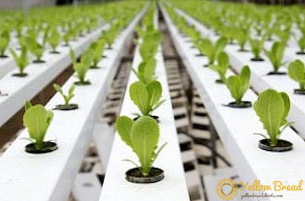 Hvordan vokse urter i hydroponics hjemme