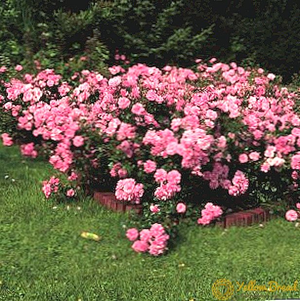Como cultivar rosas de cobertura do chan: plantación, alimentación, poda e reprodución