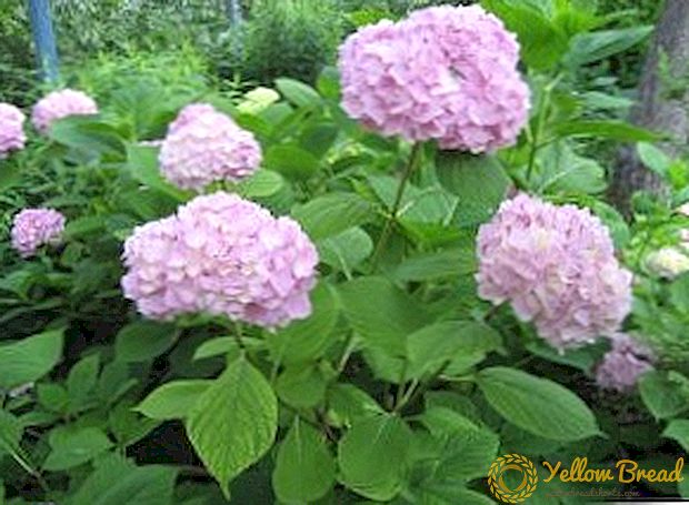 How to grow hydrangea in Siberia: suitable frost-resistant varieties and the rules for their cultivation