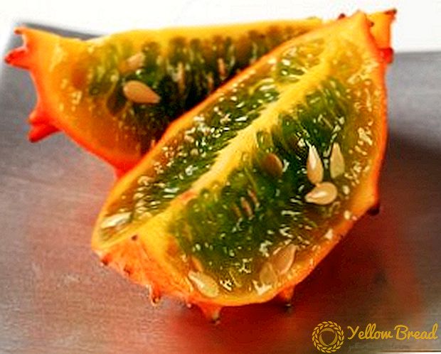 كيفية زراعة فاكهة kivano من البذور