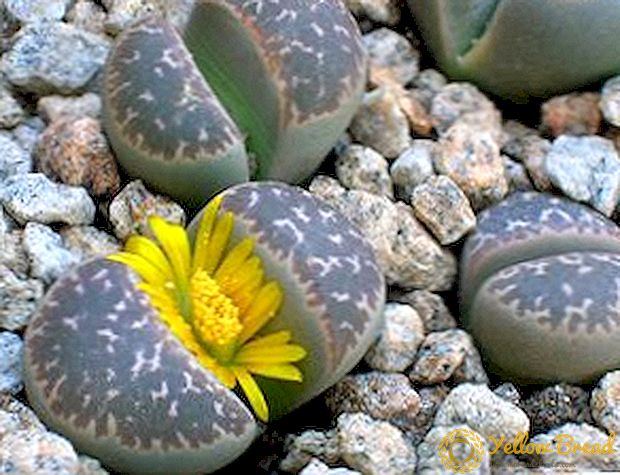 How to grow lithops from seeds