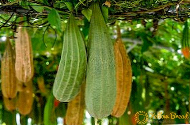 Hvordan vokse loofah fra frø: tips agronomer