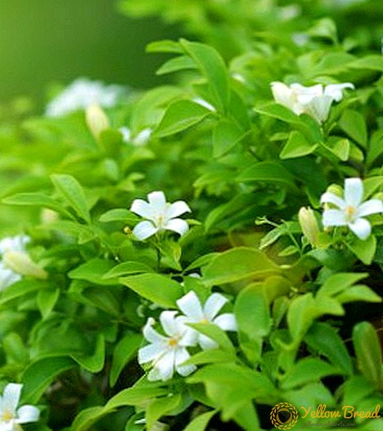 Πώς να καλλιεργήσετε ένα Murayu στο σπίτι: συμβουλές καλλιεργητές λουλουδιών