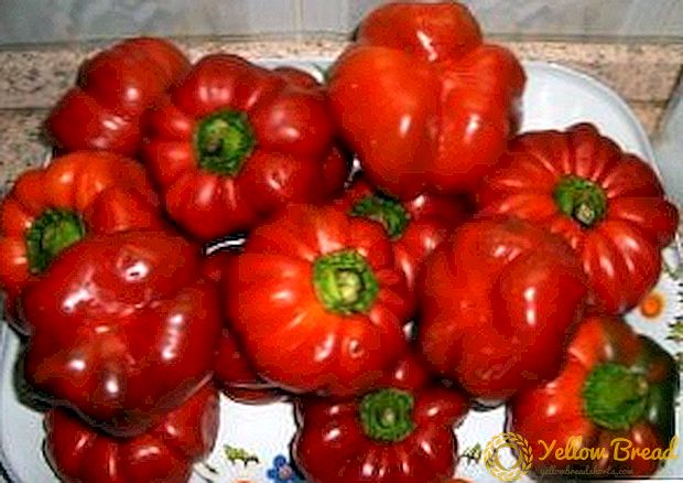 Πώς να αυξήσετε τις ποικιλίες πιπεριού Ratunda στη χώρα