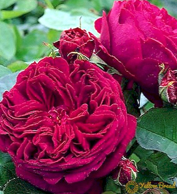 How to grow roses 