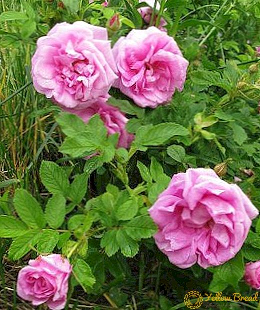 Hoe rozen te kweken Rugoza: beste tips