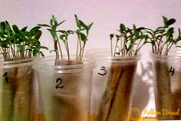 Hoe zaailingen groeien zonder aarde met behulp van wc-papier?