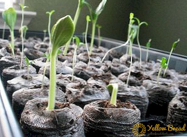 Paano lumago ang mga seedlings ng mga bulaklak