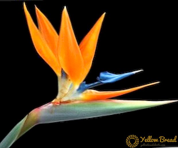 How to grow Strelitzia from seed: practical tips