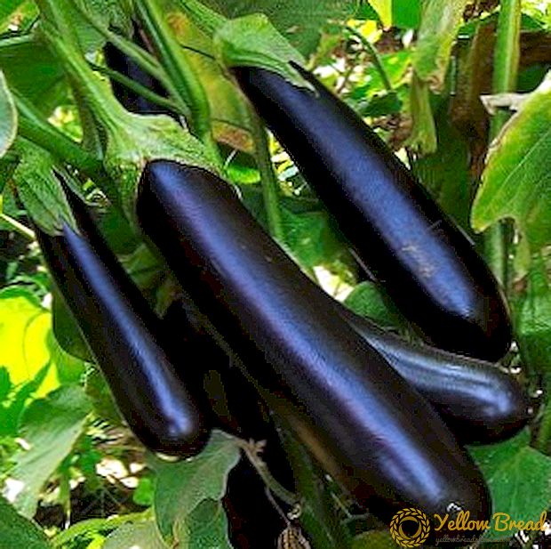 Cara kanggo tuwuh Eggplants Clorinda F1: Tip Planting and Plant Care