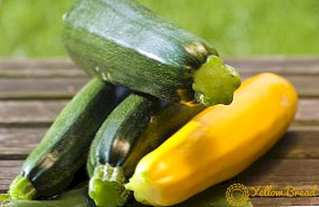 Hvordan man dyrker zucchini fra frø i åben grund
