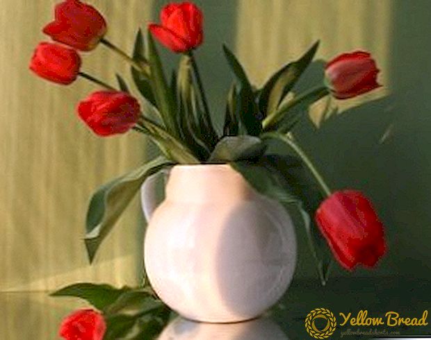 Carane tetep tulip ing vas: cara kanggo nerusake urip kembang potong