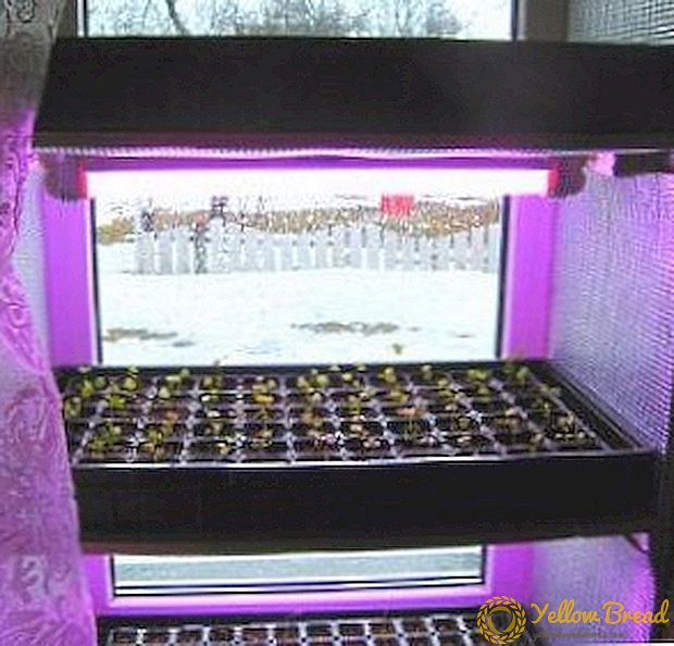 Cara membuat lampu latar untuk anak benih di rumah