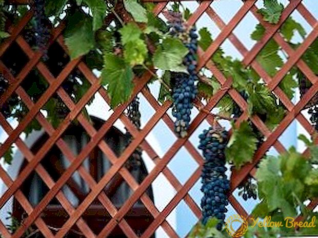 Bagaimana cara membuat trellis untuk kebun anggur dengan tangan anda sendiri?